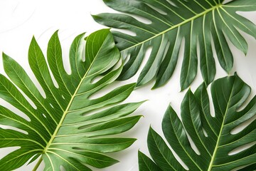 Three large green leaves are shown on a white background