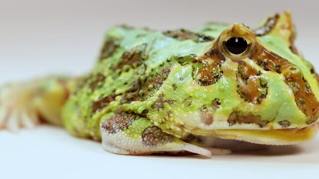 Horned Frog Eating Superworm in Close-Up