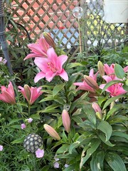 pink flowers in a garden