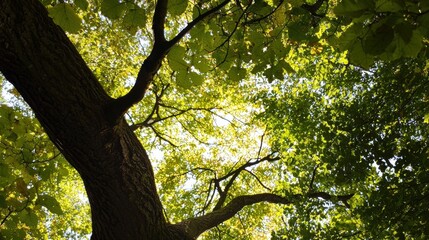 Naklejka premium Looking Up Through Green Tree Canopy with Bright Sunlight Creating Contrast with Trunk and Branches