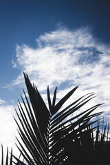 cabbage palm tree and majestiic palm frond silhouette against blue sky with clouds