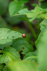 Colorado potato beetle larva on damaged potato leaf
