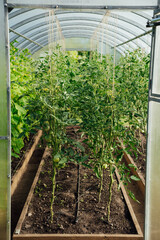 Green bushes tomato in a greenhouse close up, organic farming and spring gardening
