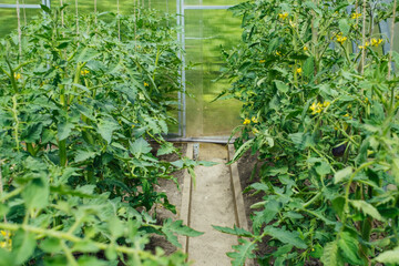 green bushes tomato in a greenhouse close up, organic farming and spring gardening. 