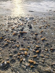 Seashells on sandy beach at sunset