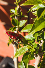 hibiscus flower bud covered in tiny green aphids