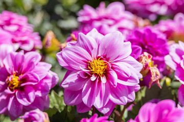 Purple dahlias bloom beautifully in the flower garden. warm sunlight