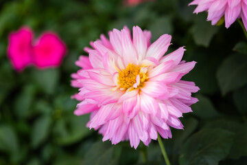 Obraz premium Purple dahlias bloom beautifully in the flower garden. 