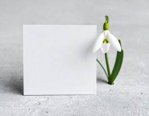 Snowdrop bloom with blank white card on textured gray surface minimalist spring concept
