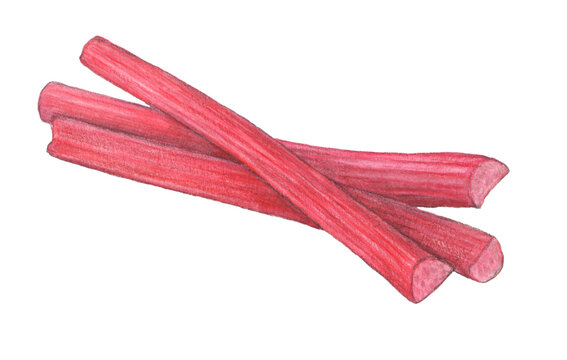 レッドルバーブ　手描き　水彩色鉛筆イラスト