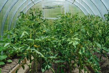 Modern greenhouse with tomato plants. Flowering tomato plants. a tomato bush with yellow flowers