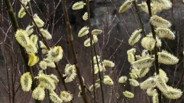 Goat willow great sallow Salix caprea Europe native plant up-close