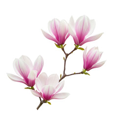 Beautiful pink magnolia blossoms branch isolated on transparent background