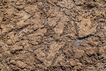 texture and full-frame background of natural manure