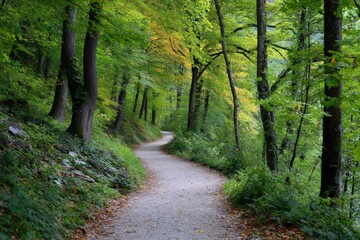 Fototapeta premium Serene forest pathway amid lush greenery and tall trees in a peaceful woodland