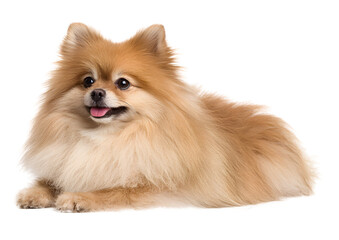 Obraz premium Fluffy Pomeranian dog PNG transparent isolated image showcasing its playful nature and vibrant personality.