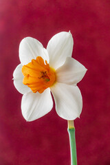 A white daffodil with an orange center shines against a deep red backdrop, embodying spring © Maksim Shebeko