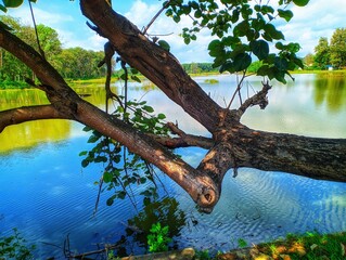a tranquil lake scene with a large tree jutting out over the water. The thick, textured branches of...