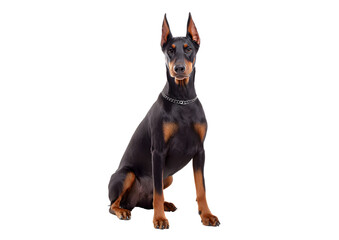Strong Doberman Pinscher dog PNG transparent isolated image highlighting its bold features and energetic character.
