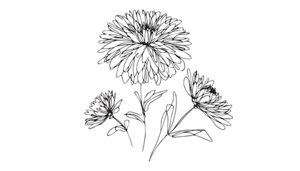 Continuous one single minimal line drawing Chrysanthemum flower