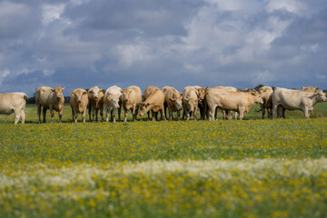 Dairy cows feeding in fields. Cattle ranch. Sunny meadow with grazing cows. Herd of cows on a...