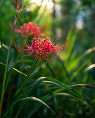 Red Spider Lily Blossoming Amidst Grass with Ethereal Forest Backdrop, bathed in Natural Sunlight, Selective Focus Aesthetic