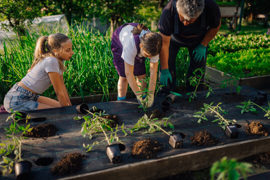 Family planting tomato seedlings in vegetable garden