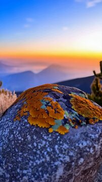 Close-up on lichen covered rock during sunset, with mountain backdrop, abstract botanical formations in yellow and green.