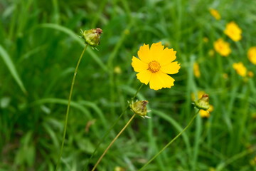 yellow flower