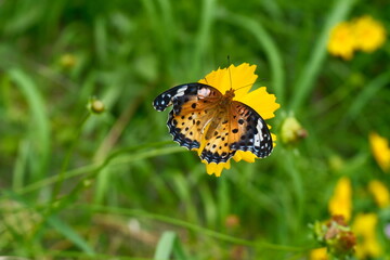 butterfly on a flower