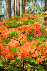 Colorful azaleas thrive among majestic trees, adding beauty to the serene forest