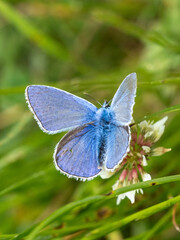 Bläuling