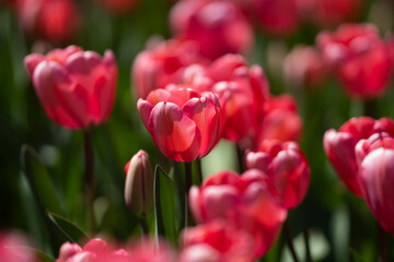 Spring flower in tulip field. Colorful vivid tulips in the park. Tulip flowers background. Beautiful flower red tulips in sunlight landscape at spring or summer. Amazing spring nature. Tulips flowers