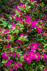 Colorful azaleas display their vivid pink blossoms, bringing joy to the serene garden in spring