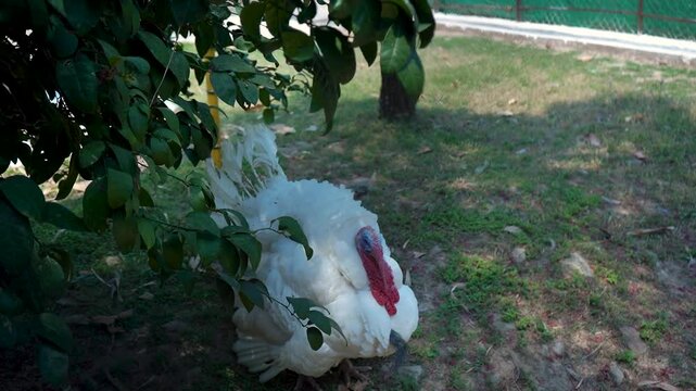 Wild Wonders Behind the Fence