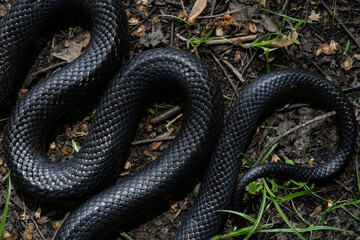 Black snake. Big black surface features scales, creating an exotic and dangerous aesthetic. Perfect for nature, wildlife, or design backgrounds. Forest Cobra. Black Cobra.