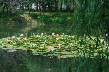 pond with water lily flowers