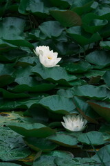 white water lily