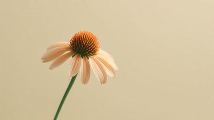 Lightly Faded Coneflower on Plain Background in Soft Color Tone
