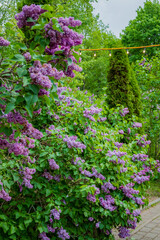A lush garden with blooming lilacs provides a tranquil retreat, illuminated by gentle lights
