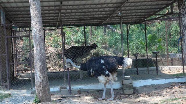 Ostrich in Natural Splendor