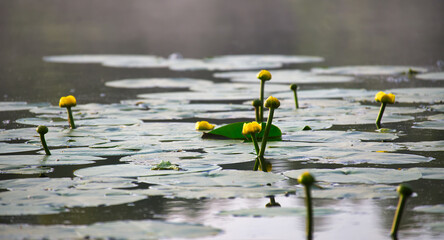 Serene Pond with Yellow Water Lilies Blooming Under Soft Light