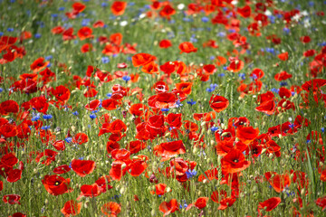 A captivating field of red poppies and blue cornflowers in full bloom, bathed in sunlight.