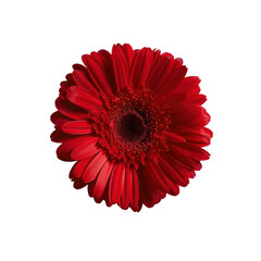 Vibrant red flower with large petals and central cluster of smaller petals, symbolizing beauty and passion Transparent background or png