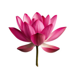 Beautiful pink lotus flower with vibrant petals and delicate stem, symbolizing purity and tranquility Transparent background or png