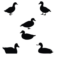 the duck vector 