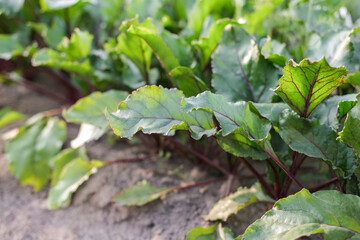 Green beetroot plants with reddish stems and veins growing in rows in rich garden soil,...