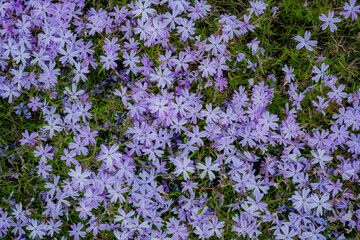 Obraz premium A stunning array of purple flowers blankets the ground in full bloom