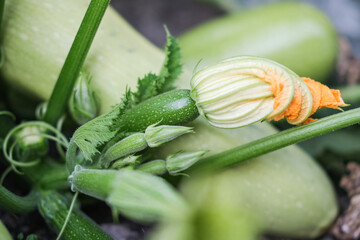 Close-up of vibrant green zucchini plant with young fruit and its bright yellow-orange blossom...
