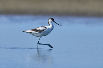 Pied avocet (Recurvirostra avosetta)